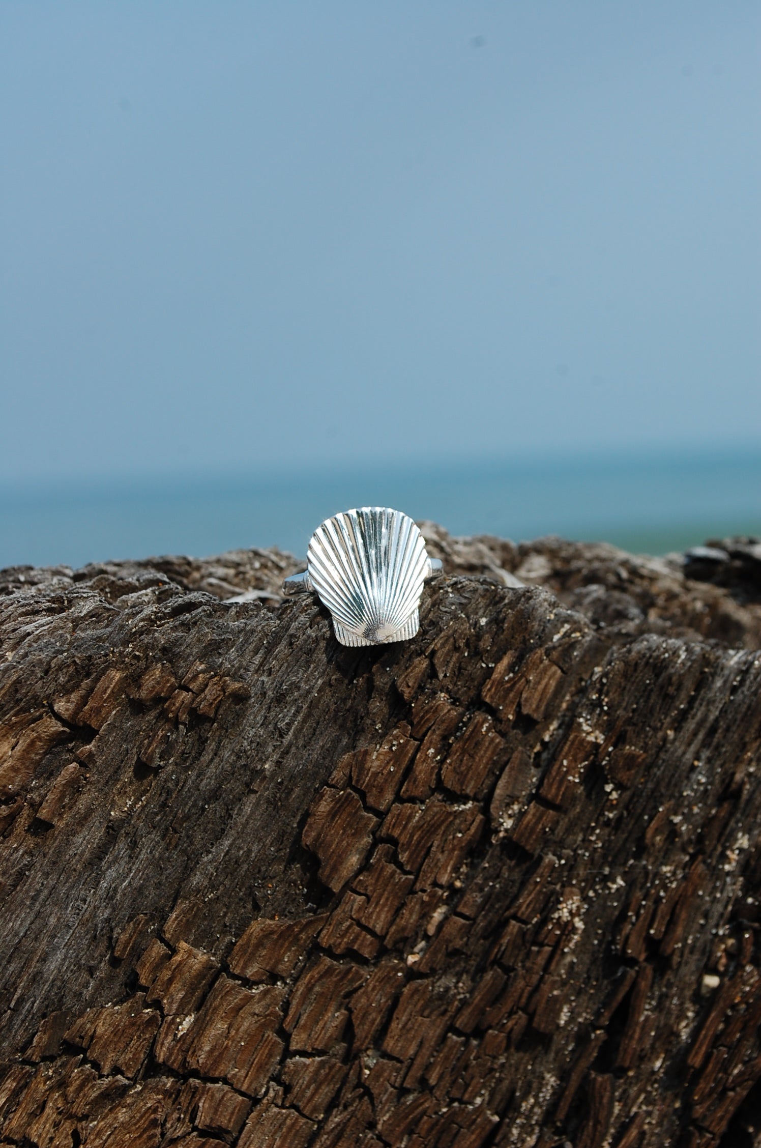 lucky seashell ring silver